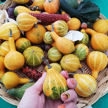 Daire Sailor Balatonlelle